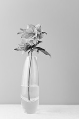 Simple cut flowers in vase black and white