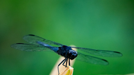 Blue dragonfly on lily bud