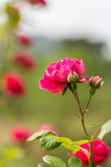 Close-up of blooming rose flowers outdoors after spring rain