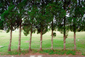 trees in the park