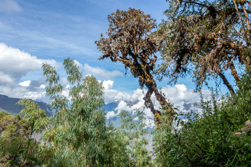 Bamboo green canopy in high-altitude jungles at Peruvian Andes with cloud-covered mountains, Peru