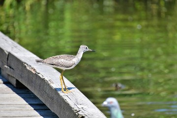 A Greater yellowleg taking a rest on the pier.  Burnaby lake BC Canada