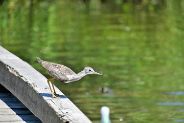 A Greater yellowleg preparing to take off. Burnaby lake BC Canada