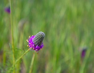 Close Up at Garden of the Gods