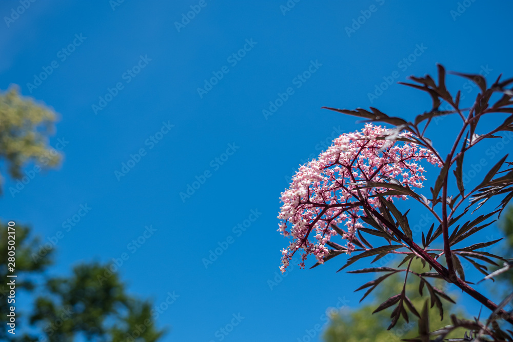 Wall mural Flower against a blue sky