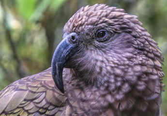 A kea photo portrait - The New Zealand alpine parrot showing its long sharp beak. 