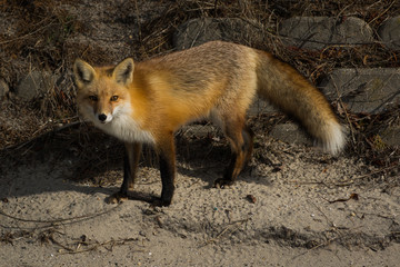 red fox vulpes