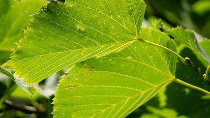 Big Backlit Leaves