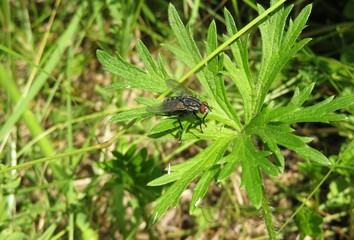 Fly insect on green plant in the garden, closeup