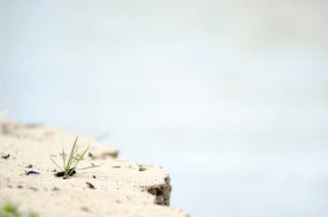 A small lone bunch of wild green grass grows on the edge of the sandy river Bank in the North of the taiga of Yakutia, which collapses from water erosion.