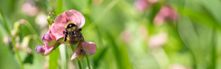 Bumble Bee On Wild Pea Flower