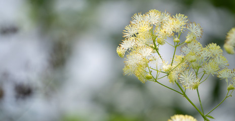 white flower and soft bokeh