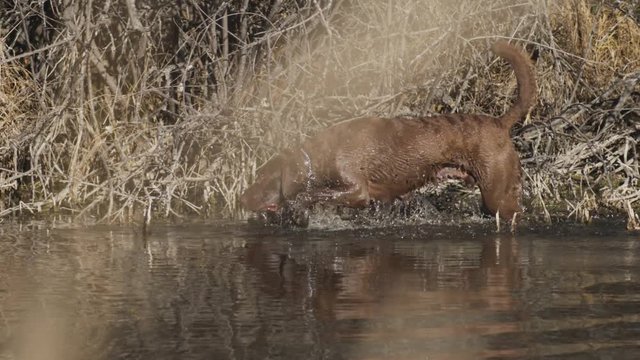 Chesapeake Bay Retriever looking for waterfowl in tall grass in pond. Slow motion shot.