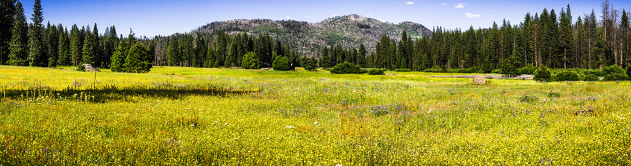 Wildflower covered meadow in Yosemite National Park, Sierra Nevada mountains, California