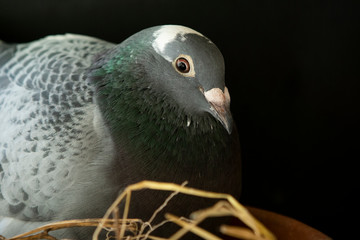 homing pigeon in home nest