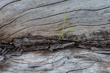 Green grass growing through on cracks of dry large trees.