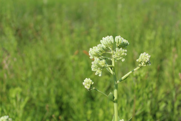 Prairie Indian plantain at Morton Grove, Illinois' Miami Woods © John