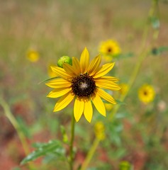 Sunflowers at Red Rock Canyon