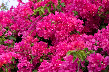 Obraz premium Bougainvillea na wyspie Taketomi w prefekturze Okinawa