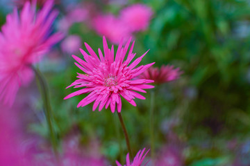 Obraz premium Hairbrush Flower