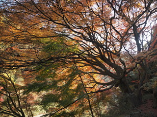 秋公開の愛岐トンネル群　見事な三四五（みよい）の大モミジの紅葉３