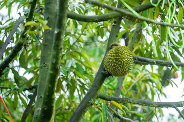 Durian is ready to harvest the products on the tree, waiting for the merchants to buy and export to China. © SIMONE