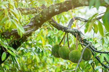 Durian is ready to harvest the products on the tree, waiting for the merchants to buy and export to China.