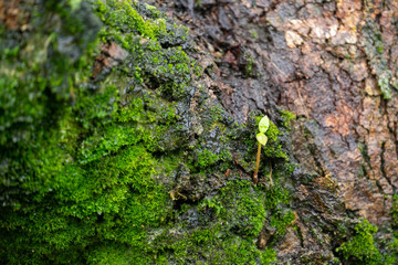 The tiny tree is on the Bark, surrounded by moss trees.