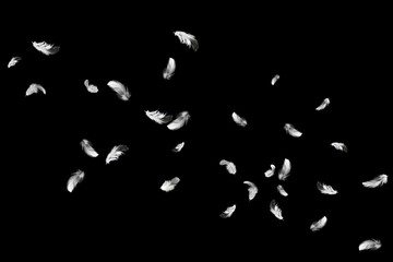 abstract group of white feathers floating in the air