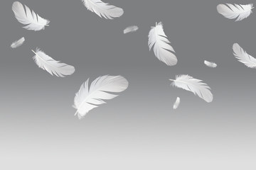 Fototapeta premium abstract white bird feathers floating in the air