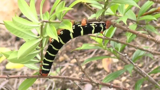 Balck and yellow caterpillar moving closeup