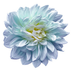 purple-blue-turquoise flower  dahlia on white isolated background with clipping path.  Closeup. For design. Nature.