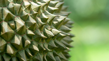 Thorns of durian close-up beautiful see the details of thorns.