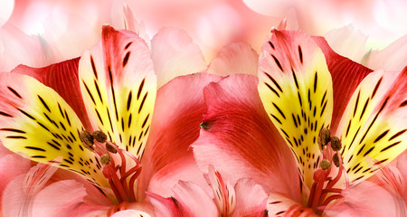 Floral red background. Alstroemeria  flowers close-up.  Nature.