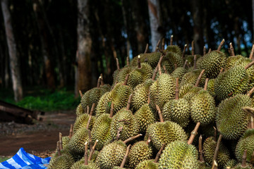 Durian from southern Thailand is very popular in China.