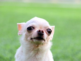 Close-up white short hair cute Chihuahua dog sit  on the green grass with her big eyes open widely.