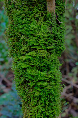 Obraz premium Moss growing on tree
