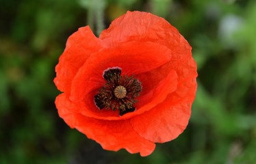 a beautiful red poppy flower