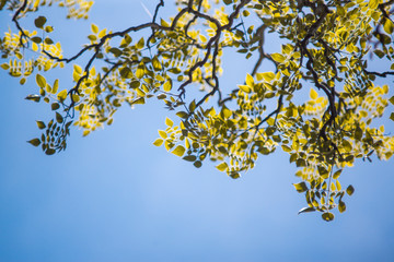 blue sky and green leaf background