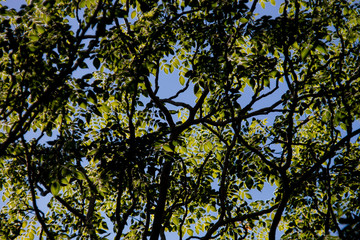blue sky and green leaf background