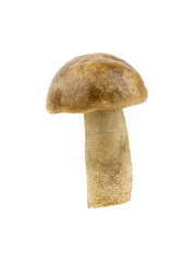 Freshly cut forest mushroom isolated on white background.