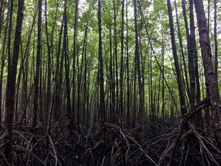 Naklejka premium Mangrove forest on the nature