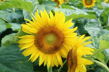 ひまわり　丸い　夏　元気　杤木