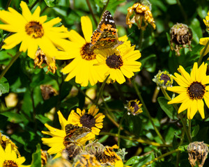 Closeup of Painted Lady butterflies perched on yellow flowers.