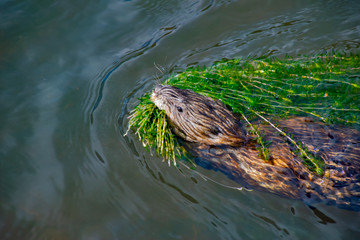 A Muskrat's Mouthful