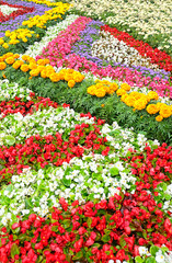 Fototapeta na wymiar beautiful flower bed. colorful begonia and marigold (Тagetes) flowers in Decorative flower bed in garden landscaping. festival 