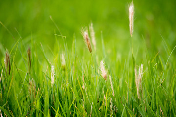 wild  green grass on green color bokeh background 