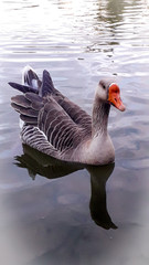 goose in water