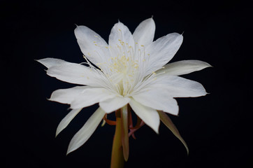 Fototapeta premium Kusuma Wijaya Flower