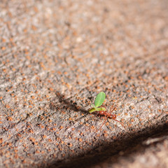 Hormiga en solitario